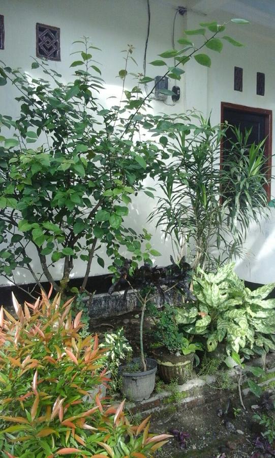 Pedek Homestay Praya Exterior foto